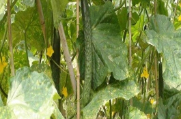 黄瓜炭疽病特效药，黄瓜炭疽病的防治方法