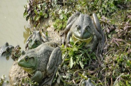 牛蛙吃什么饲料，动物性养殖饲料介绍