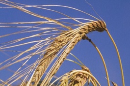 河南优质小麦品种介绍，河南优质的小麦品种主要有周麦22