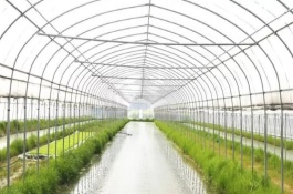 小龙虾人工养殖技术，达性成熟的龙虾雄性个体明显大于雌性