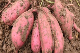 立夏种植什么农作物，立夏可以种植番茄