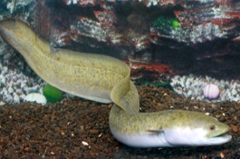 温室养殖鳗鱼的利润和成本是多少,降低苗种成本