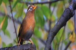 怎样养画眉鸟才爱叫，如何训练画眉鸟叫声大