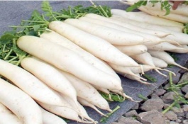 萝卜的种植时间和方法有哪些，种植方法选择