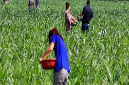 尿素肥料使用过程中的四大误区,地表撒施尿素