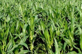 有哪些品种的无限生长茄子