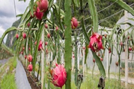 火龙果用什么肥料施肥，火龙果施肥的时间