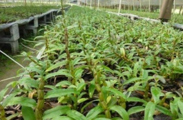 陕西种什么药材最赚钱