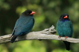 冬天怎么养三宝鸟，精简回答三宝鸟原本生活在南方