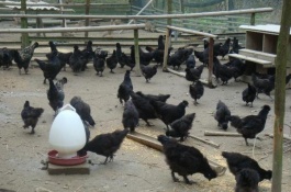 养殖黑凤鸡效益及前景分析，养殖黑凤鸡的效益及前景分析