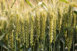 西农836小麦品种介绍，抗性和品质