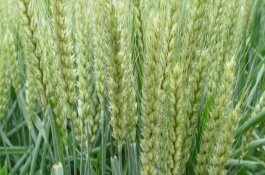 洛麦23品种介绍，洛麦23的特性