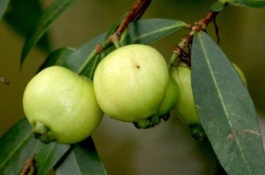 蒲桃一斤多少钱，莲雾可顶生可腋生