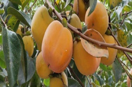 火葫芦柿子品种介绍，火葫芦柿子形状圆润