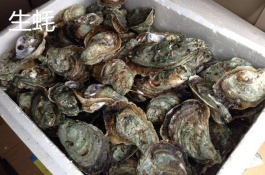 介绍广东牡蛎的产地和品种，汕尾高螺牡蛎