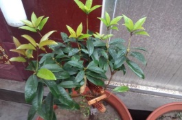 盆栽四季桂怎么养，四季桂的繁殖方法