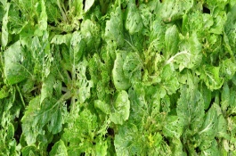 农药复配配方，农药复配配方较多