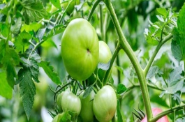 立夏前后可以种什么，立夏前后可以种植茄子