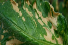 常见的农作物药害有哪些，药害症状总结