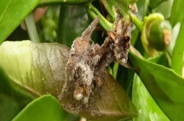 防治灰霉病特效药有哪些，灰霉病农业防治方法