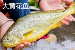 黄花胶和黄花鱼胶一样吗，黄花胶的品种介绍