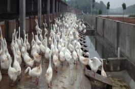 产蛋鹅饲料配方标准，产蛋鹅饲料配制