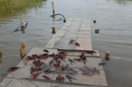 在农村做什么加工生意好，竹木加工厂