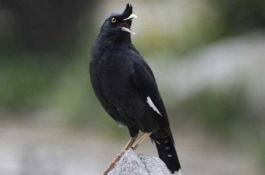 怎样养八哥，精简回答养八哥一般要喂它鸡蛋大米