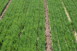 麦田什么时候打除草剂，除草剂种类及配方