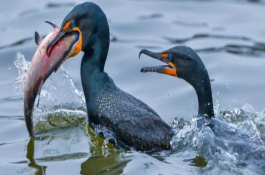 鳗鱼池生态养殖技术，池塘条件养殖池宜建在水源充足