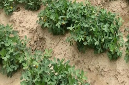 芒种种花生晚不晚，芒种种花生晚不晚