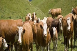 分析养鹿的利润和成本，养鹿如何寻找销路