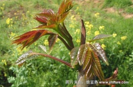 哪个节气上市的香椿特别鲜嫩，香椿又叫做香椿芽