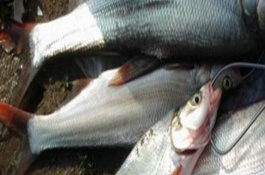 翘嘴鱿鱼的产地在哪里，翘嘴鲌鱼的产地在哪