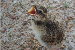 虎头鱼一斤多少钱，虎头鱼的营养价值虎头鱼个头很小