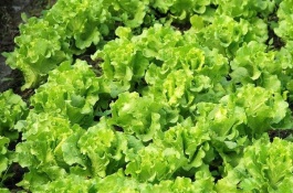 夏天广州种什么菜好