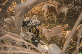 养殖山羊一般用什么饲料喂养