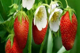 什么时候种西瓜好,西瓜种植方法有哪些