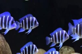 慈鲷的产地在哪里，维多利亚湖慈鲷