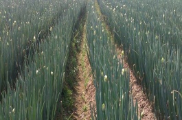 洋葱春季什么时候浇水，洋葱一般在清明节前后进行浇水