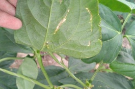 豇豆有哪些品种，精益506