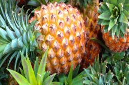 菠萝苗有哪些品种