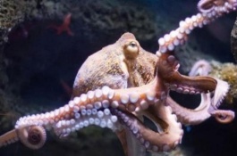 章鱼人工养殖技术，水泥池养殖法