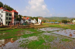 一棵p柑苗多少钱，上果皮呈红色