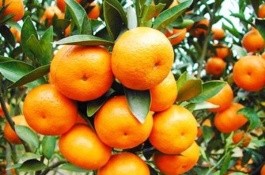 哪一种线椒产量高，娇丽818