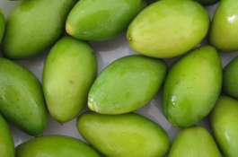 介绍橄榄的常见栽培品种，揭西凤湖榄