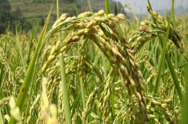 绥粳25水稻品种介绍，绥粳25水稻的栽培措施