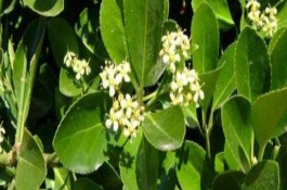 大叶黄杨球苗的价格是多少，大叶黄杨球苗价格多少钱一棵