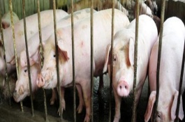 猪拉稀用什么药，各型腹泻怎么区分