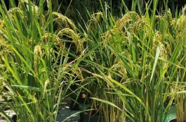 一棵白如玉桃苗多少钱，白如玉桃苗多少钱一棵